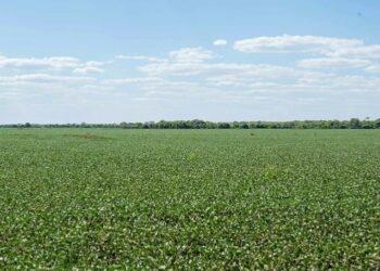 Plantio de soja semente em planícies tropicais é autorizado; veja datas