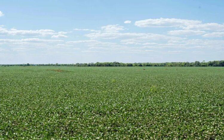 Plantio de soja semente em planícies tropicais é autorizado; veja datas