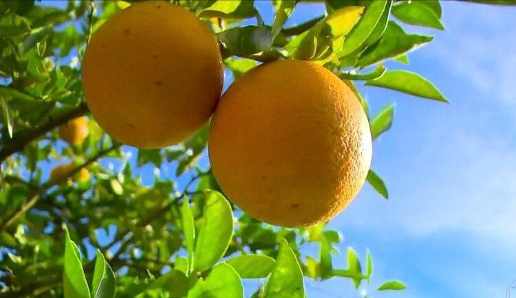 Preços da laranja caem em abril; contratos para 24/25 voltam a se aquecer