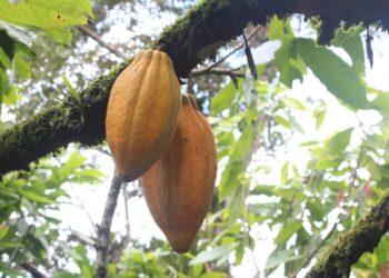 Correção nos preços do cacau passa por comportamento do La Niña, diz StoneX