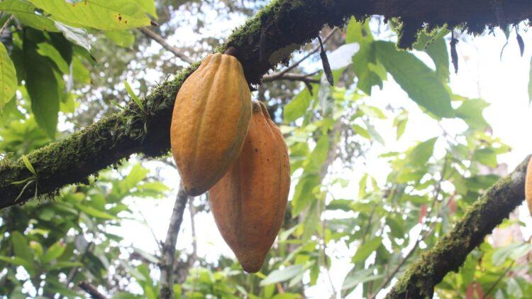 Correção nos preços do cacau passa por comportamento do La Niña, diz StoneX