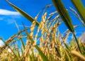 Embrapa apresenta portfólio de arroz para os Estados do Maranhão e Tocantins