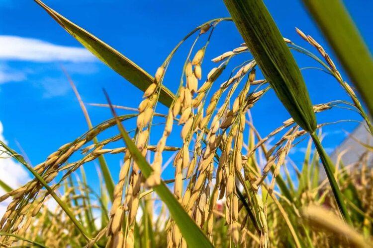 Embrapa apresenta portfólio de arroz para os Estados do Maranhão e Tocantins