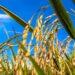 Embrapa apresenta portfólio de arroz para os Estados do Maranhão e Tocantins