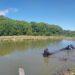 PESAA intensifica vigilâncias ativas em pisciculturas produtoras de formas jovens de peixes no Tocantins