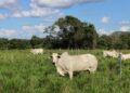 Nelore Monte Sião traz ao Tocantins vaca avaliada em R$ 2 milhões