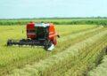 Produção de arroz irrigado no Tocantins aumenta em 11,7% em área plantada