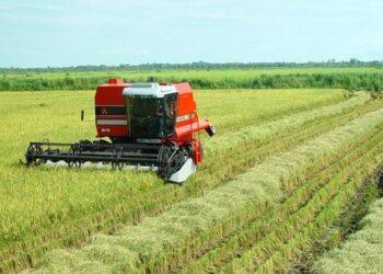 Produção de arroz irrigado no Tocantins aumenta em 11,7% em área plantada