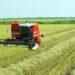 Produção de arroz irrigado no Tocantins aumenta em 11,7% em área plantada