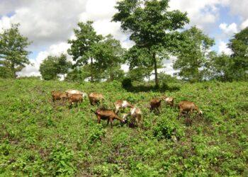 Sistema promove estoque de carbono 30% maior do que o da vegetação natural