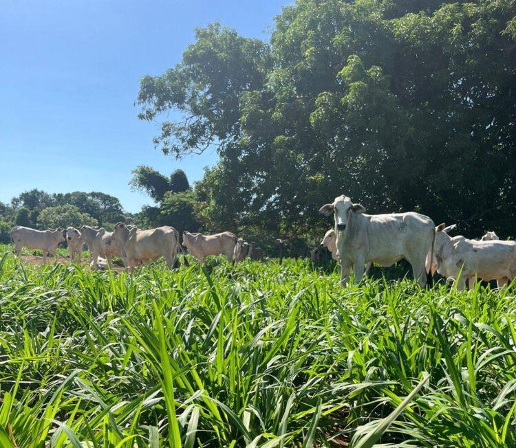 Frísia presta assistência aos cooperados na atualização vacinal dos rebanhos