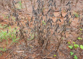 Produtor do RS não consegue vender a soja por excesso de umidade no grão