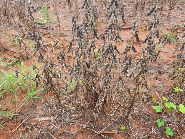 Produtor do RS não consegue vender a soja por excesso de umidade no grão