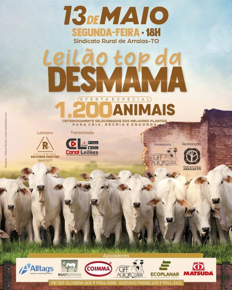 Leilão Top da Desmama em Arraias promete movimentar o mercado pecuário regional na próxima segunda, 13