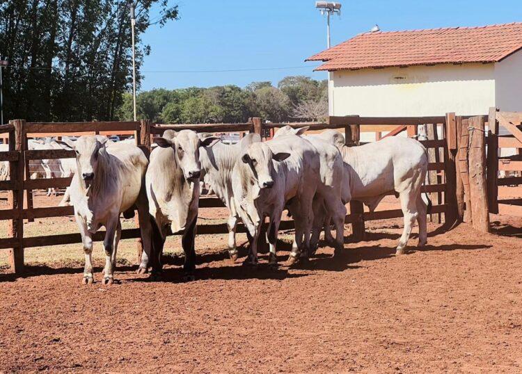 Exclusivo: Associação de Criadores de Nelore do Tocantins inicia prova de ganho de peso no próximo mês na Fazenda Encontro da Natureza, em Silvanópolis