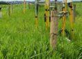 Parceria avança na redução de emissões de gases de efeito estufa no setor agropecuário