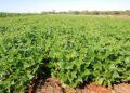 Plantio Direto e integração lavoura-pecuária aumentam diversidade microbiana do solo e protegem as plantas
