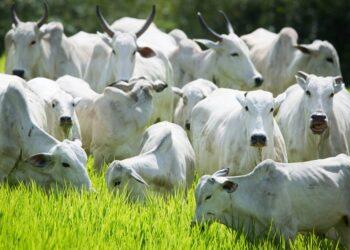 Cotações da arroba do boi gordo caem no Brasil; veja preços