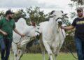 Leilão da Fazenda Terra Prometida dos irmãos tocantinenses, a dupla sertaneja Henrique e Juliano, ofertará 120 lotes com genética diferenciada