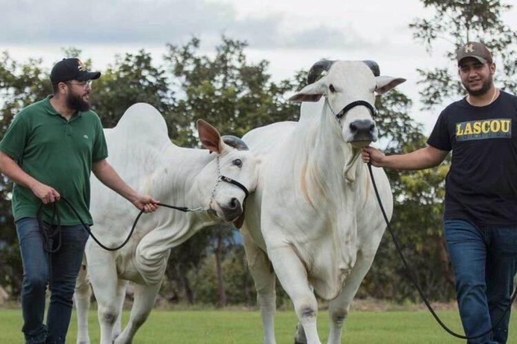 Leilão da Fazenda Terra Prometida dos irmãos tocantinenses, a dupla sertaneja Henrique e Juliano, ofertará 120 lotes com genética diferenciada