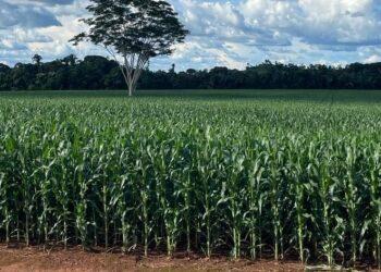 Safrinha de milho pode ser colhida mais cedo; No Tocantins e Maranhão, a redução das precipitações gera impacto negativo