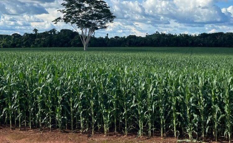 Safrinha de milho pode ser colhida mais cedo; No Tocantins e Maranhão, a redução das precipitações gera impacto negativo