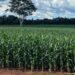 Safrinha de milho pode ser colhida mais cedo; No Tocantins e Maranhão, a redução das precipitações gera impacto negativo