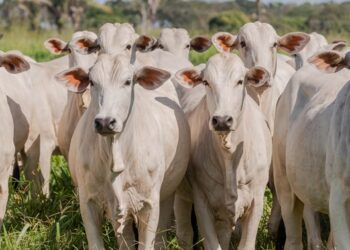 Tocantins conclui estudo e comprova ausência de circulação viral de febre aftosa