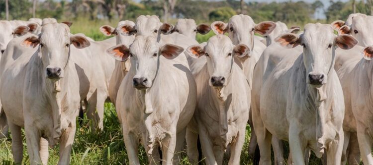 Tocantins conclui estudo e comprova ausência de circulação viral de febre aftosa