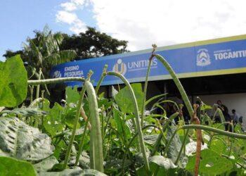 Universidade Estadual do Tocantins faz experimento com feijão carioca em várzea tropical do Tocantins