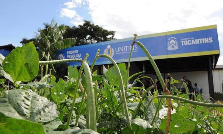 Universidade Estadual do Tocantins faz experimento com feijão carioca em várzea tropical do Tocantins