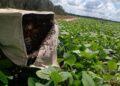 Agrotins 2024 apresenta tecnologia de polinização de abelhas para aumentar a produtividade nas lavouras de soja