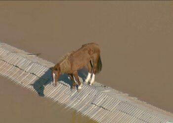 História de amor e sobrevivência: entenda a relação do RS com o cavalo; resgate em Canoas emocionou o país