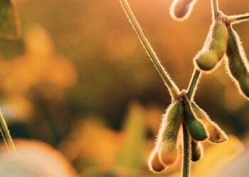 Preços da soja devem se elevar com redução da oferta gaúcha, diz analista