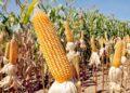 Colheita da safrinha de milho salta para 7,5% no Brasil, indica Conab; Tocantins possui 3%