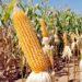 Colheita da safrinha de milho salta para 7,5% no Brasil, indica Conab; Tocantins possui 3%