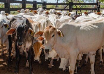 Última Chance: Vacinação contra brucelose para bezerras de 3 a 8 meses termina em 30 de Junho
