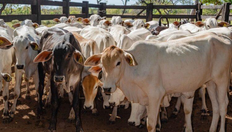 Última Chance: Vacinação contra brucelose para bezerras de 3 a 8 meses termina em 30 de Junho