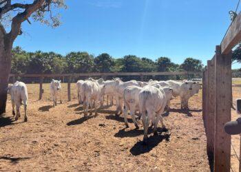 4ª Prova de Ganho de Peso da Nelore Tocantins teve início no último sábado, 22, em Silvanópolis