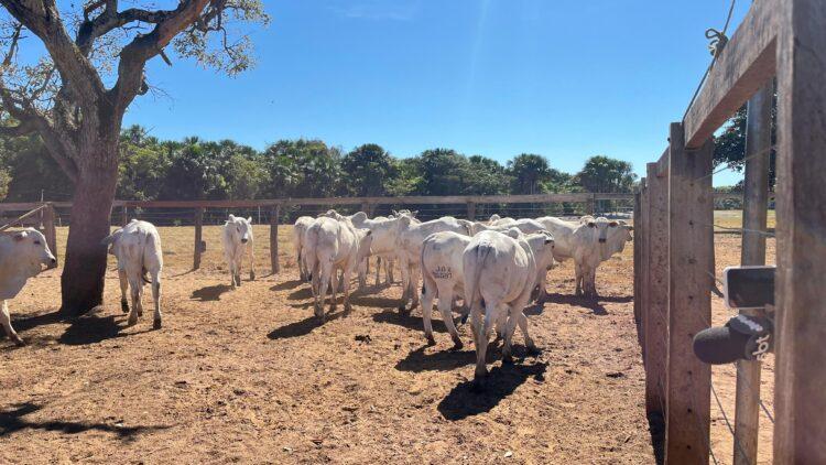 4ª Prova de Ganho de Peso da Nelore Tocantins teve início no último sábado, 22, em Silvanópolis