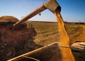 Brasil colherá 297,5 milhões de toneladas de grãos, estima a Conab