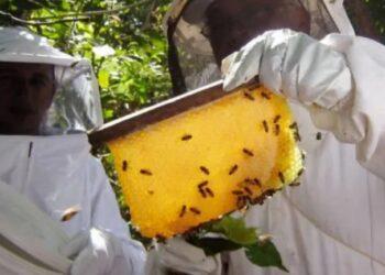 7° Encontro de Apicultores e Meliponicultores da Região Tocantina acontece entre os dias 21 e 23 de junho