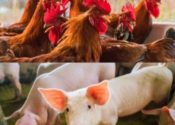 Estudos sorológicos para comprovação de ausência de doenças em aves e suínos são realizados no Tocantins