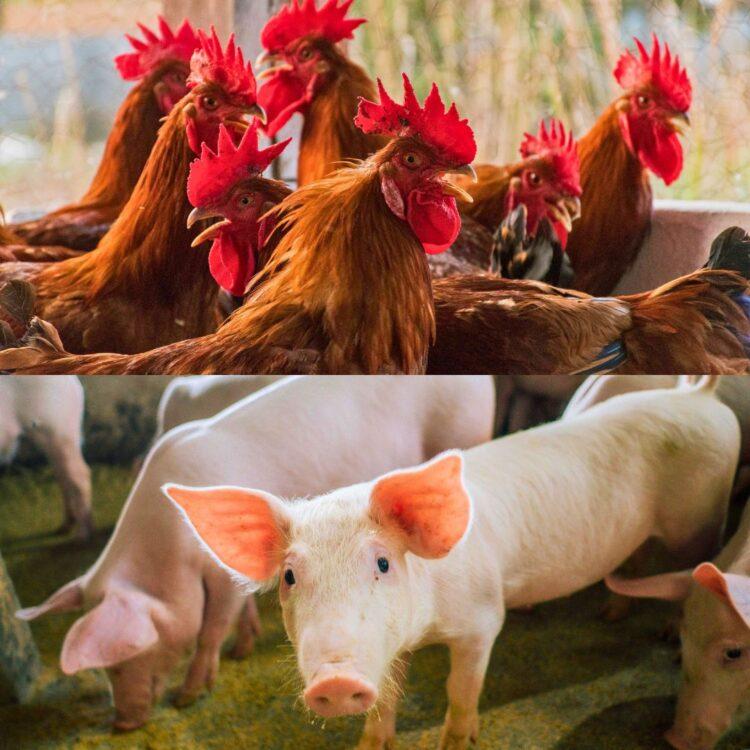 Estudos sorológicos para comprovação de ausência de doenças em aves e suínos são realizados no Tocantins