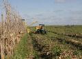 Cooperados da Frísia iniciam a colheita da segunda safra no Tocantins