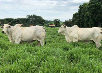 Prova de ganho de peso destaca evolução genética no Tocantins