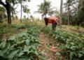 Agricultura familiar ocupa mais de 90% das propriedades rurais do país