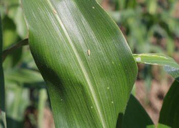 34ª Edição do Congresso Nacional de Milho e Sorgo vai acontecer entre 09 a 12 de setembro em Palmas