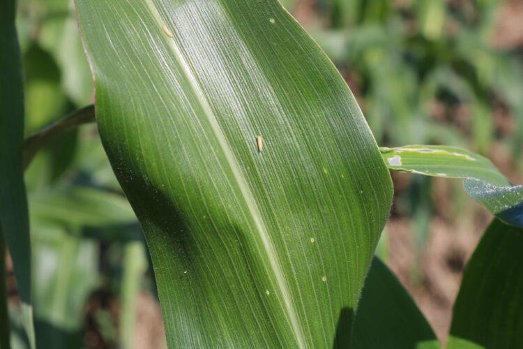 34ª Edição do Congresso Nacional de Milho e Sorgo vai acontecer entre 09 a 12 de setembro em Palmas