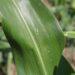 34ª Edição do Congresso Nacional de Milho e Sorgo vai acontecer entre 09 a 12 de setembro em Palmas